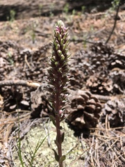 Veronica plantaginea
