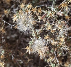 Brickellia frutescens