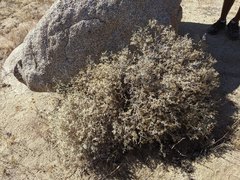 Brickellia frutescens