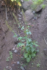 Rumex lapponicus
