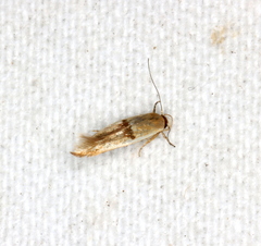 Stathmopoda liporrhoa