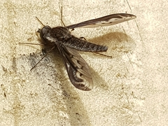 Aleucosia