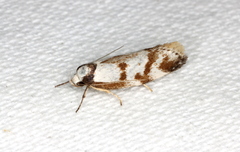 Palimmeces variegata