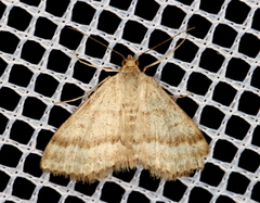 Scopula lydia