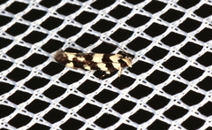 Tetraconta clepsimorpha