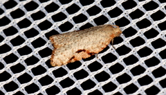 Meritastis piperata