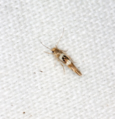 Hieromantis ephodophora