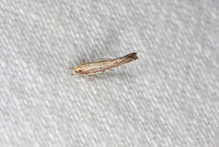 Pyroderces