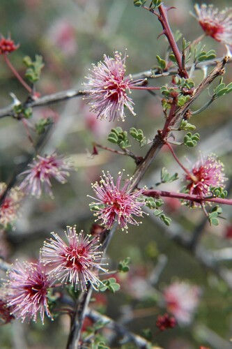 Turner's Mimosa