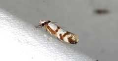 Palimmeces variegata