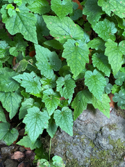 Tolmiea diplomenziesii, photograph zx3lvta7us, CC0, iNaturalist via GBIF