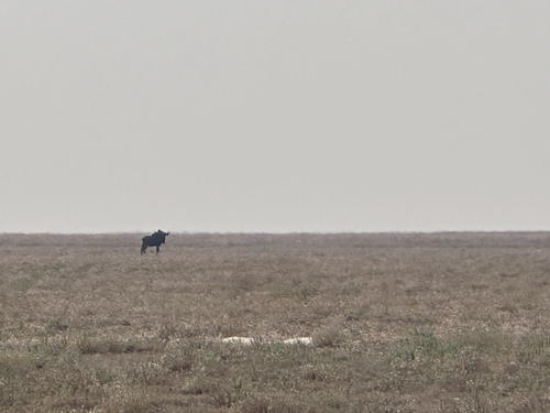 Common Wildebeest