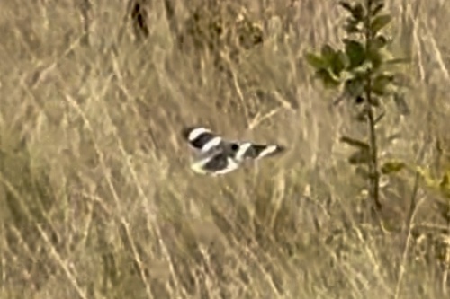 White-crested Helmetshrike