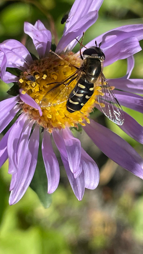Unknown species found near Piegan Pass Trail, Babb, MT, US