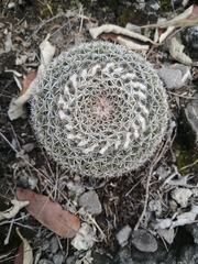 Mammillaria chionocephala
