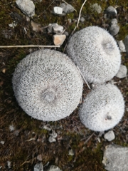 Mammillaria chionocephala