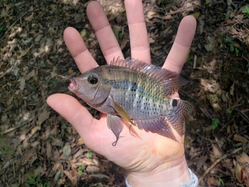 Amazon cichlid (Cichlasoma amazonarum) — Cichlidae — 5