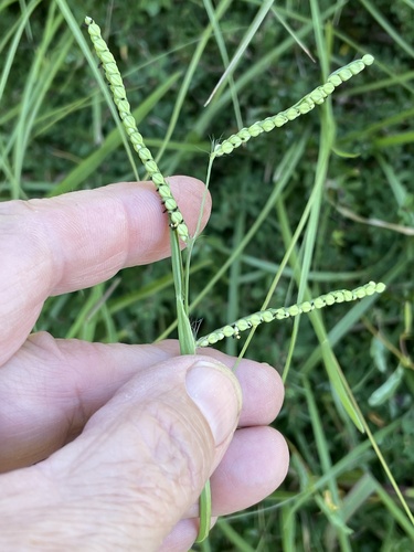 Field Paspalum (Paspalum laeve)