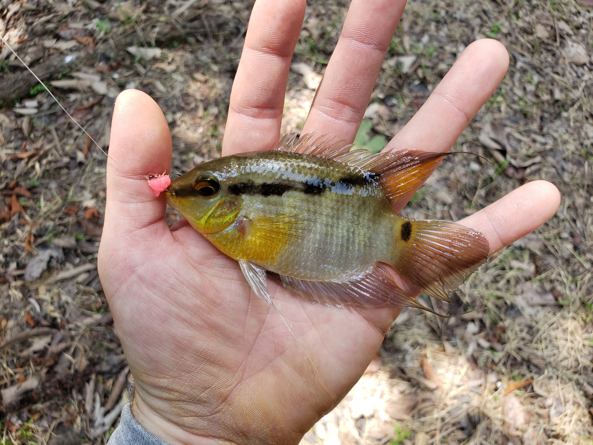 Wonderful Flag Cichlid
