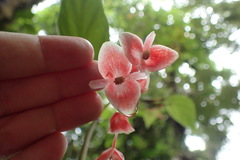 Begoniaceae