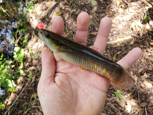 Redfin trahira (Erythrinus erythrinus) — Erythrinidae — 2