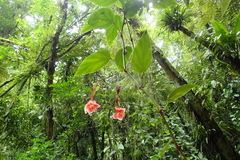 Begoniaceae