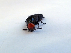 Creophilus erythrocephalus