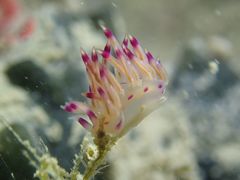 Coryphellina lotos