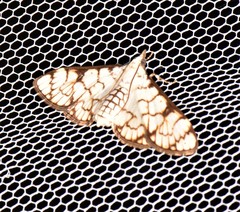 Aphytoceros lucusalis