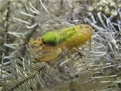 Synalpheus stimpsonii