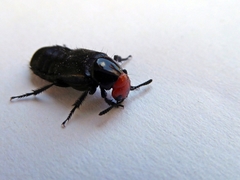 Creophilus erythrocephalus