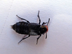 Creophilus erythrocephalus
