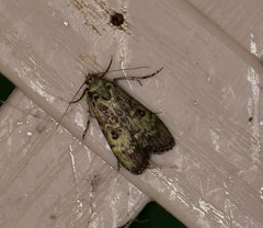 Heteromicta tripartitella