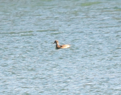 Chroicocephalus philadelphia