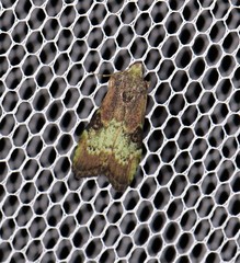 Heteromicta tripartitella