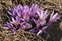 Colchicum hierosolymitanum