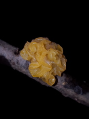 Tremella mesenterica image