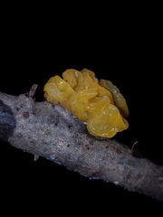 Tremella mesenterica image