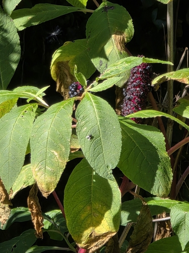 Phytolacca polyandra (Phytolacca polyandra)