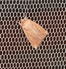 Mythimna semicana