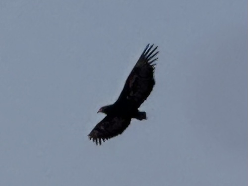 Bateleur