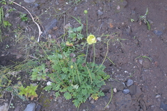 Papaver miyabeanum
