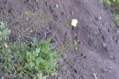 Papaver miyabeanum