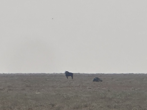 Common Wildebeest