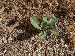 Streptanthus campestris