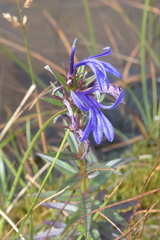 Lobelia sessilifolia