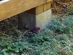 Carpodacus formosanus