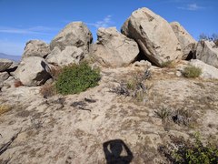 Streptanthus campestris