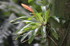 Vriesea