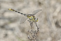 Phanogomphus militaris